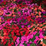 Buzy Lizzie Impatiens Beacon Salsa Mix