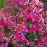 Salvia Wish Collection (9cm)