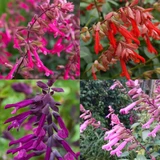 Salvia Wish Collection (9cm)