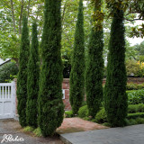 Cupressus sempervirens 'Totem'