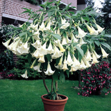 Datura Collection (3)