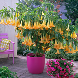 Datura Collection (3)