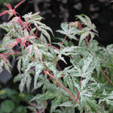 Acer pal. 'Ukigumo'