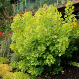 Cotinus coggyrgria 'Golden Spirit'