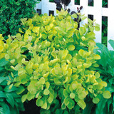 Cotinus coggyrgria 'Golden Spirit'