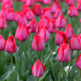 Tulip 'Spryng Tide'