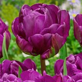 Tulip 'Negrita Double'