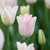 Tulip 'Beauty Trend'
