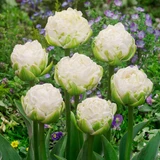 Tulip 'White Mountain'