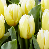 Tulip Calgary Flame