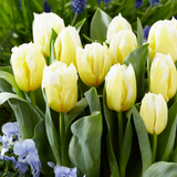 Tulip Calgary Flame