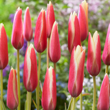 Tulip Clusiana Collection