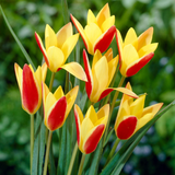 Tulip Clusiana Collection