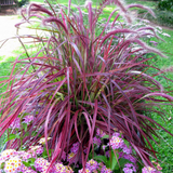Pennisetum Collection (4)