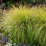 Pennisetum Collection (4)