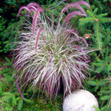 Pennisetum Collection (4)