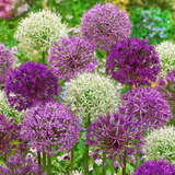 Allium Giant Flowered Mix