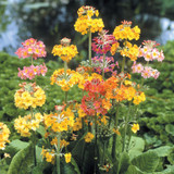 Primula Candelabra Mix