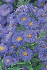 Aster novi-belgii Blue 1L