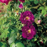 Rose 'Rhapsody in Blue' 2L