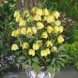 Fritillaria pallidiflora