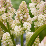 Muscari Lady Madonna