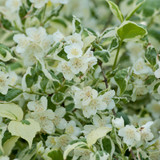 Philadelphus coronarius Variegatus 2L