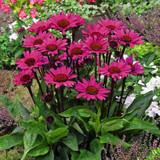 Echinacea purpurea 'Fatal Attraction'