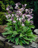 Hosta 'Francee'