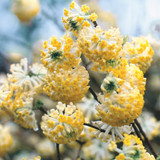 Edgeworthia chrysantha 3L
