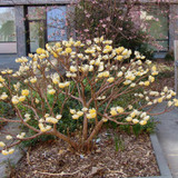 Edgeworthia chrysantha 3L
