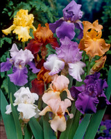 Iris germanica 'Mixed' 1L