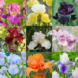 Iris germanica 'Mixed' 1L