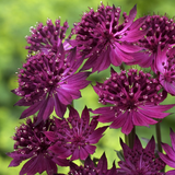 Astrantia Collection x3