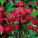 Astrantia Collection x3