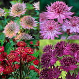 Astrantia Collection x3