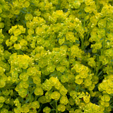 Designer Euphorbia Collection x5