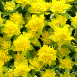 Designer Euphorbia Collection x5