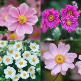 Anemone japonica Collection (4)