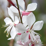 Gaura Collection
