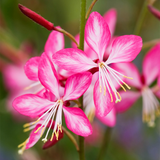 Gaura Collection