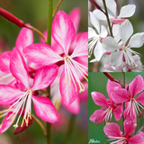 Gaura Collection