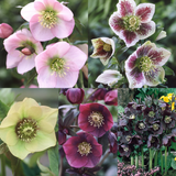 Helleborus Collection