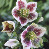 Helleborus Collection