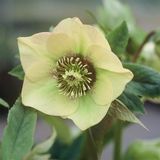 Helleborus Collection