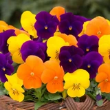 Viola Sorbet Harvest Mix (Maxi Plugs)