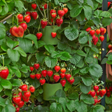 Strawberry 'Fenella'