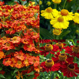 Helenium Helena Collection (5cm)