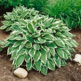 Hosta 'Undulata Albomarginata' 1L