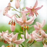 Lilium Martagon Pink Morning